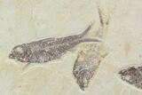 Fossil Fish Plate (Diplomystus & Knightia) - Wyoming #93998-4